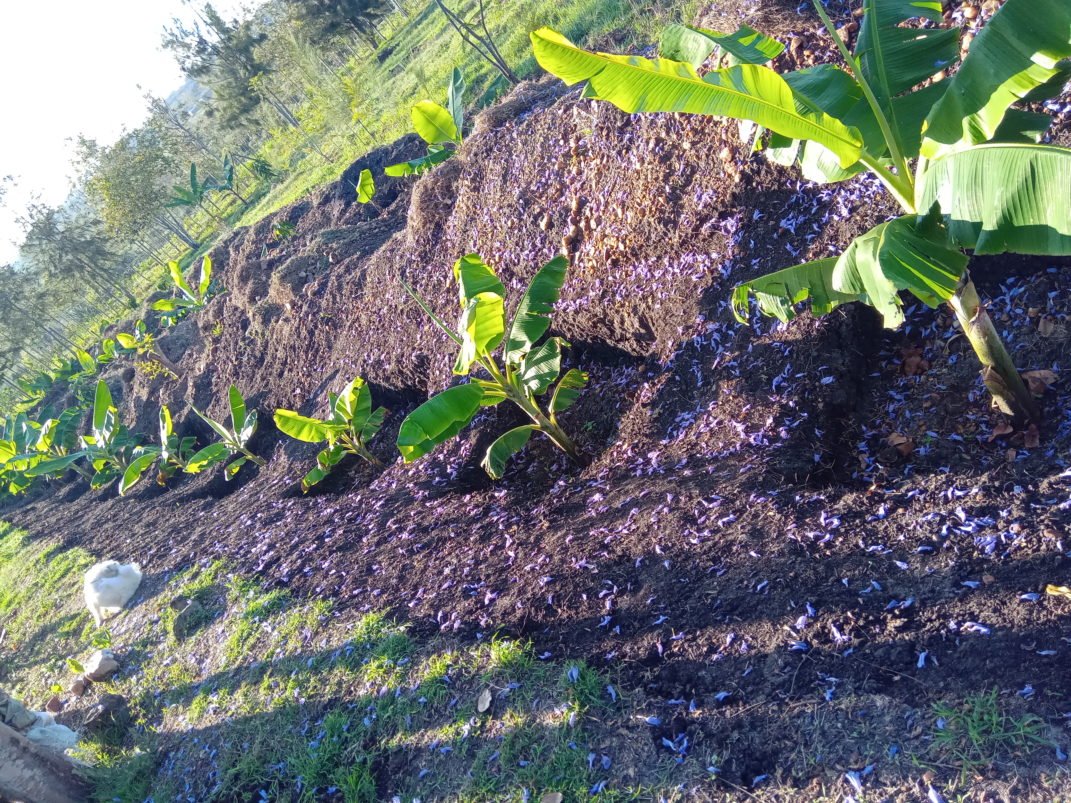 Plantain Boss Kenya