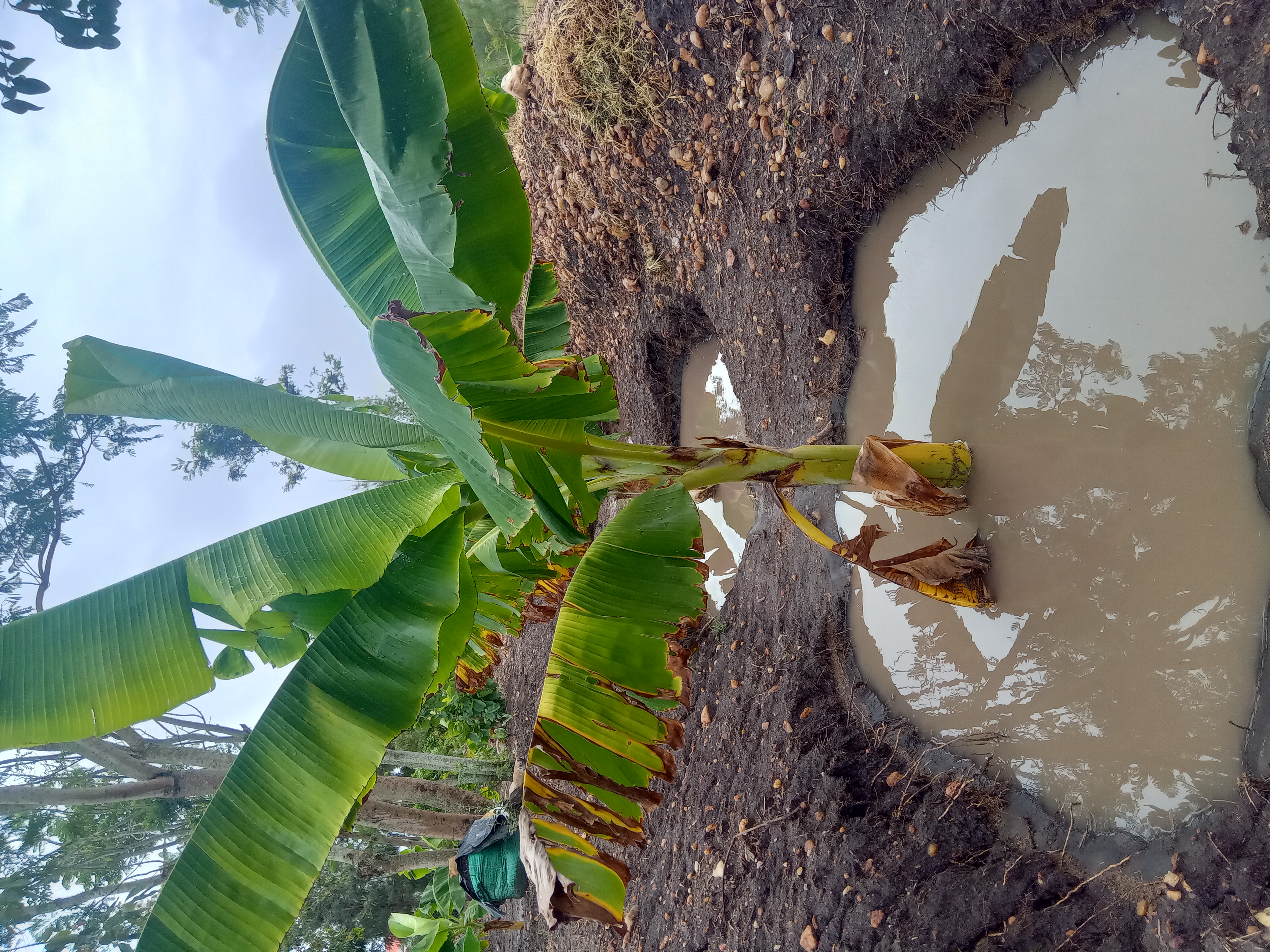 Plantain Boss Kenya