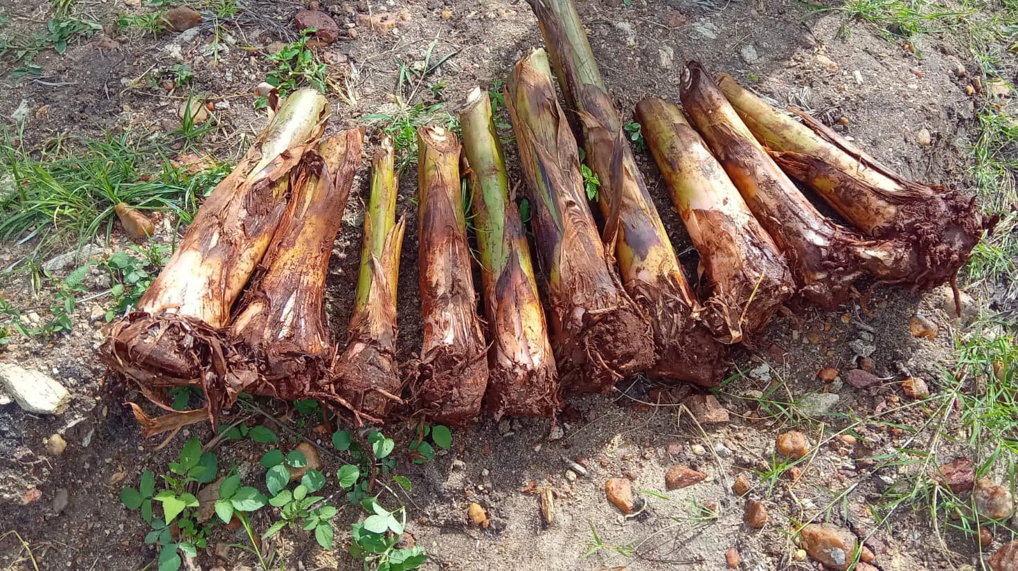Plantain Boss Kenya