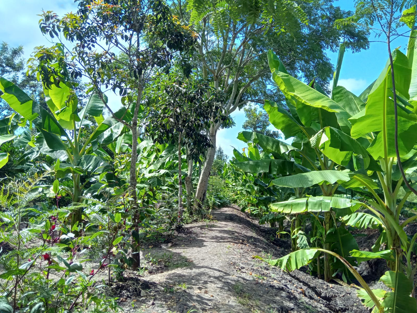 Variety of Plantains