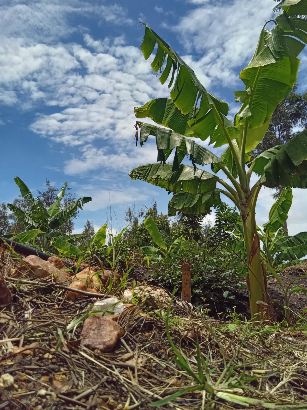 Plantain Boss Kenya