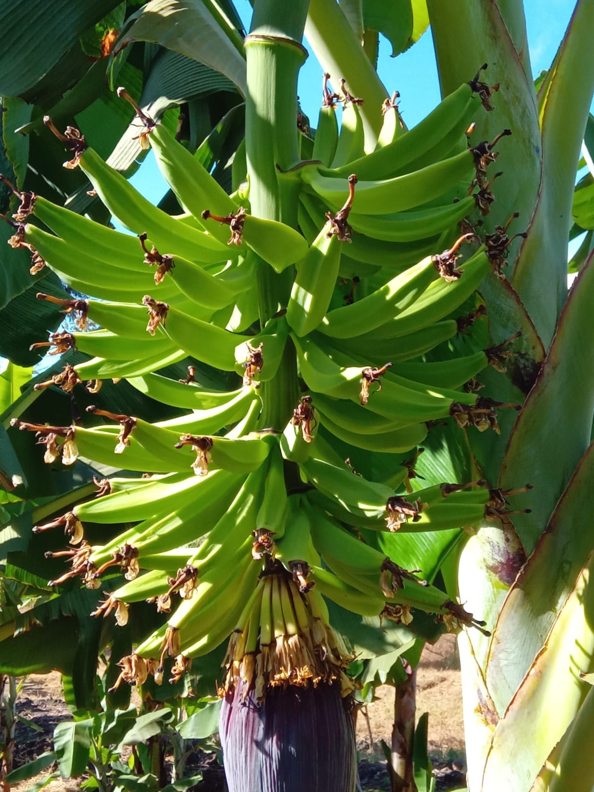 Plantain Boss Kenya
