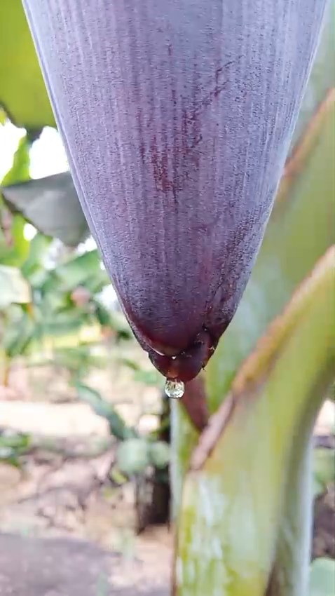 Plantain Boss Kenya