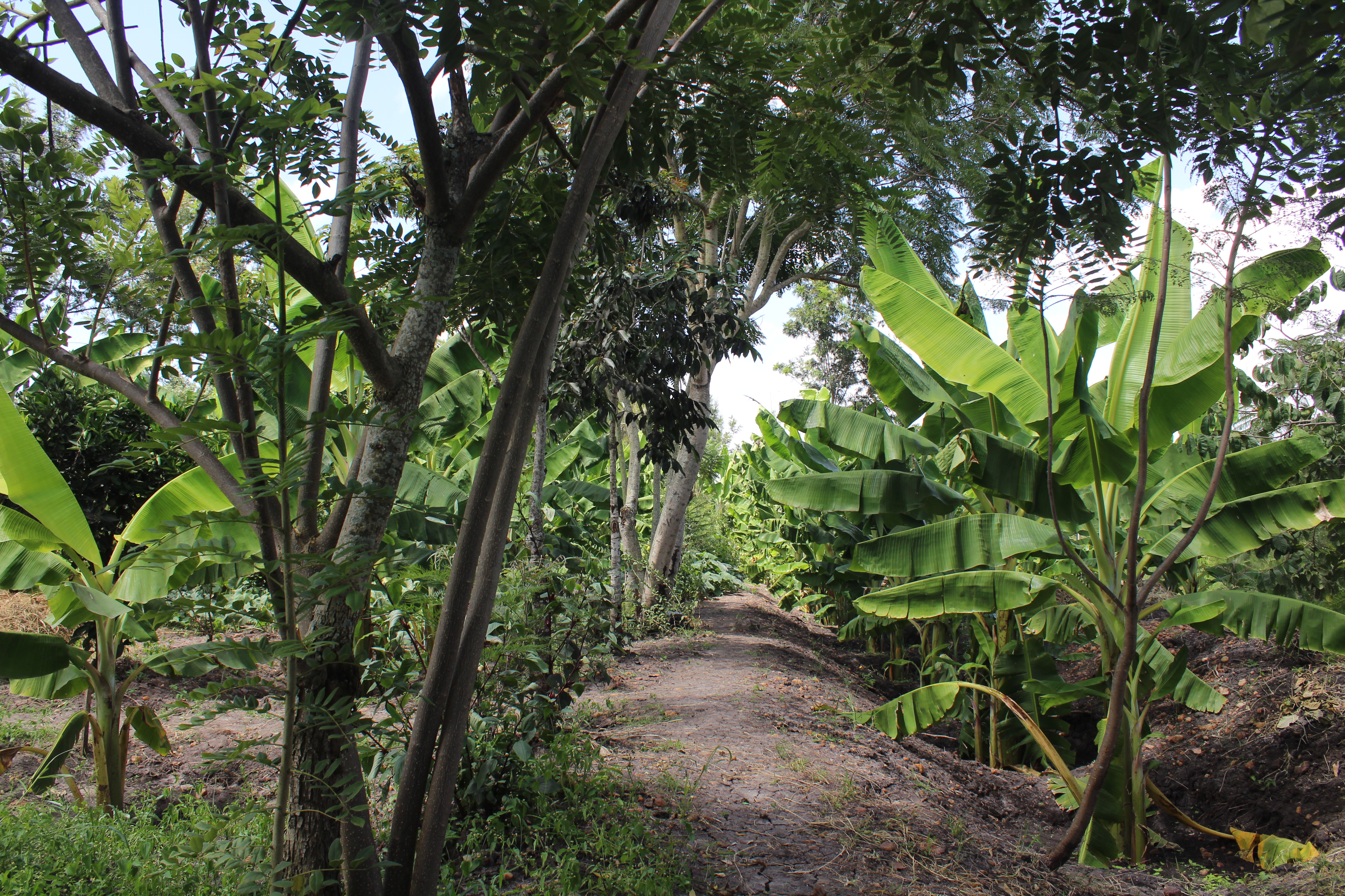 Plantain Boss Kenya