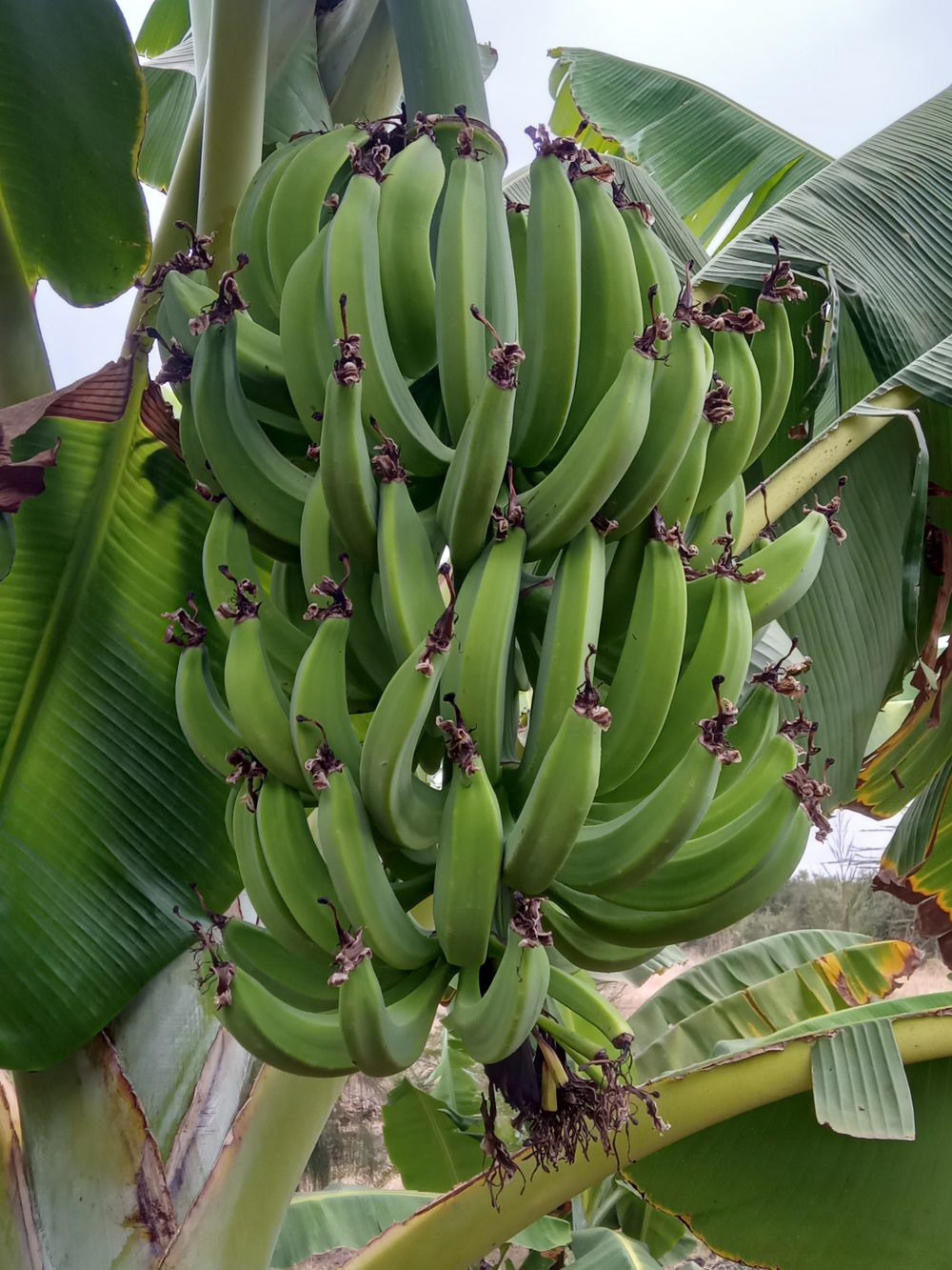 A bunch of plantains on the plant, 7+ hands strong
