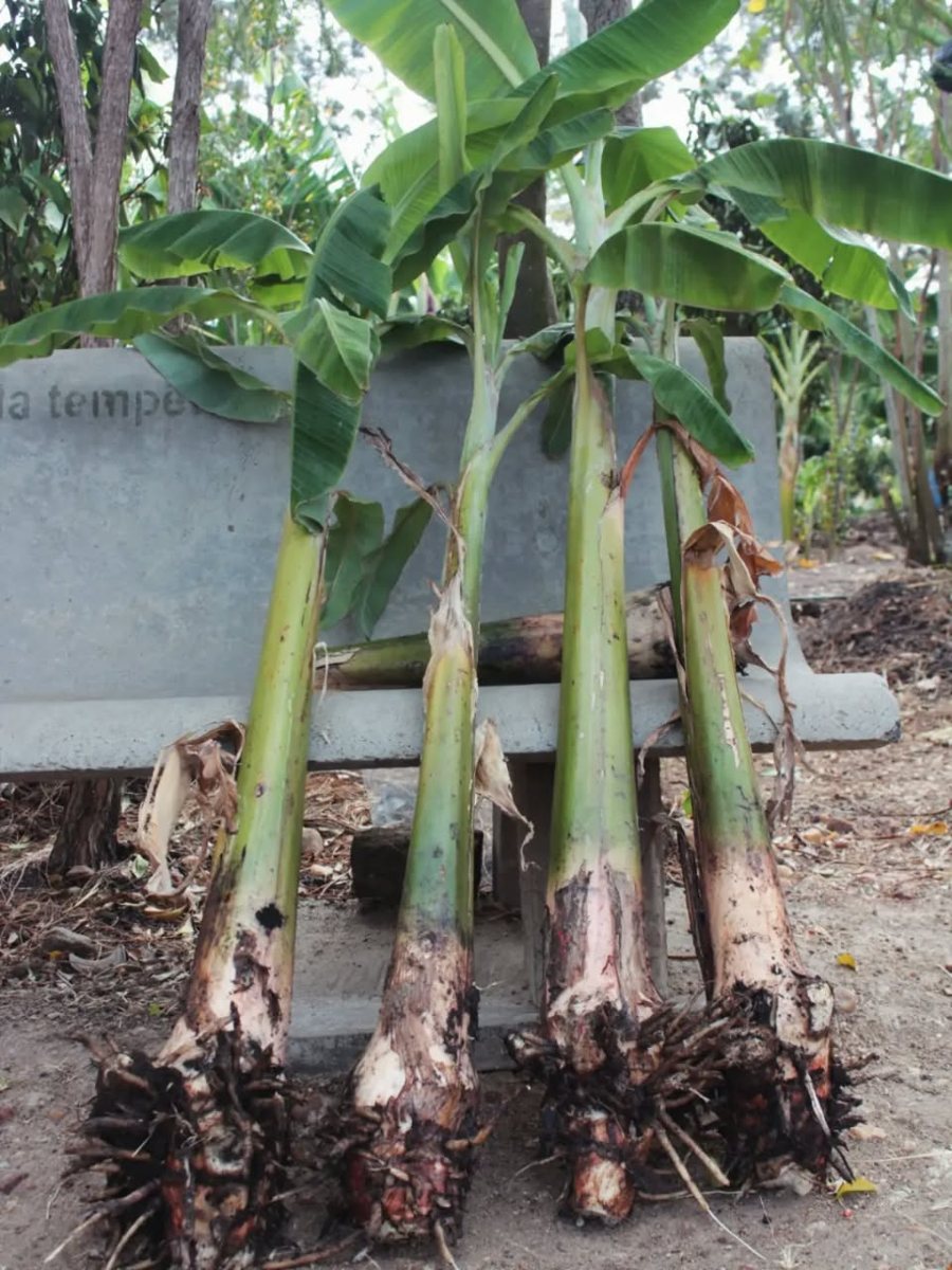 Four healthy plantain suckers with roots, ready for planting, leaning against a bench on the farm