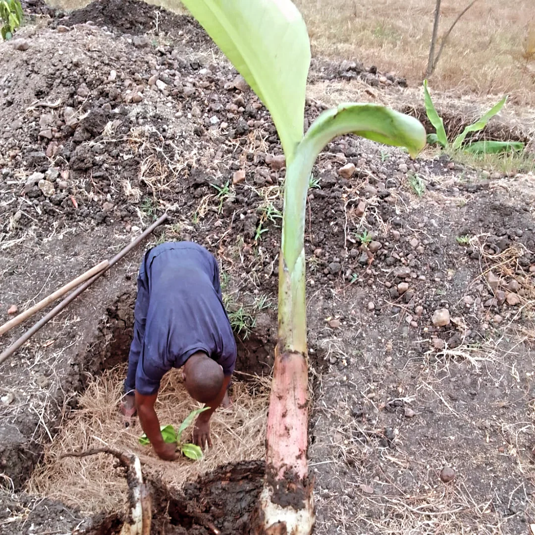 Plantain Boss Kenya