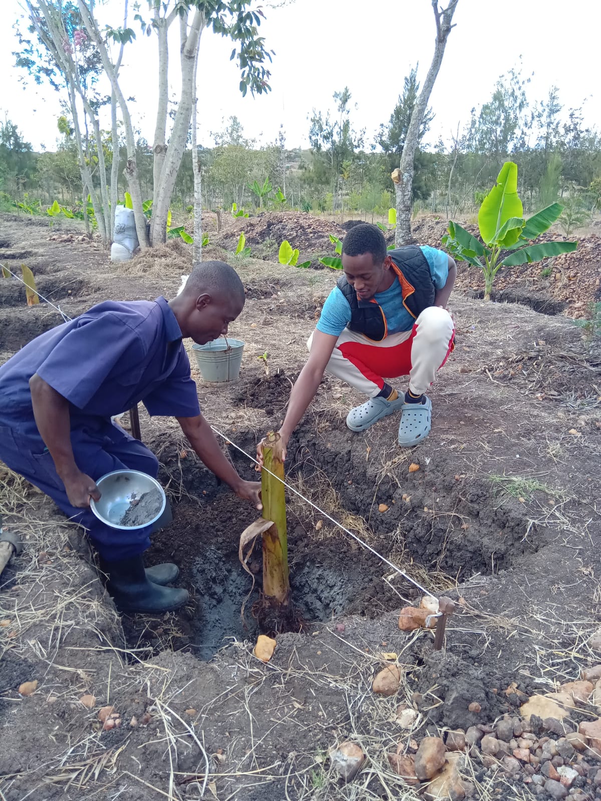 Plantain Boss Kenya