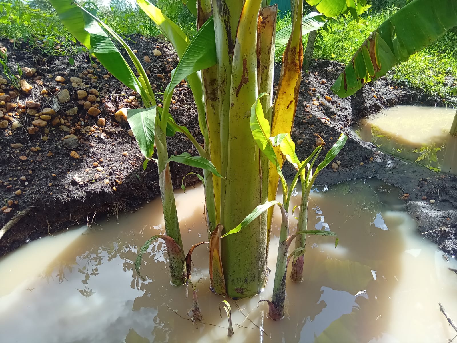 Plantain Boss Kenya