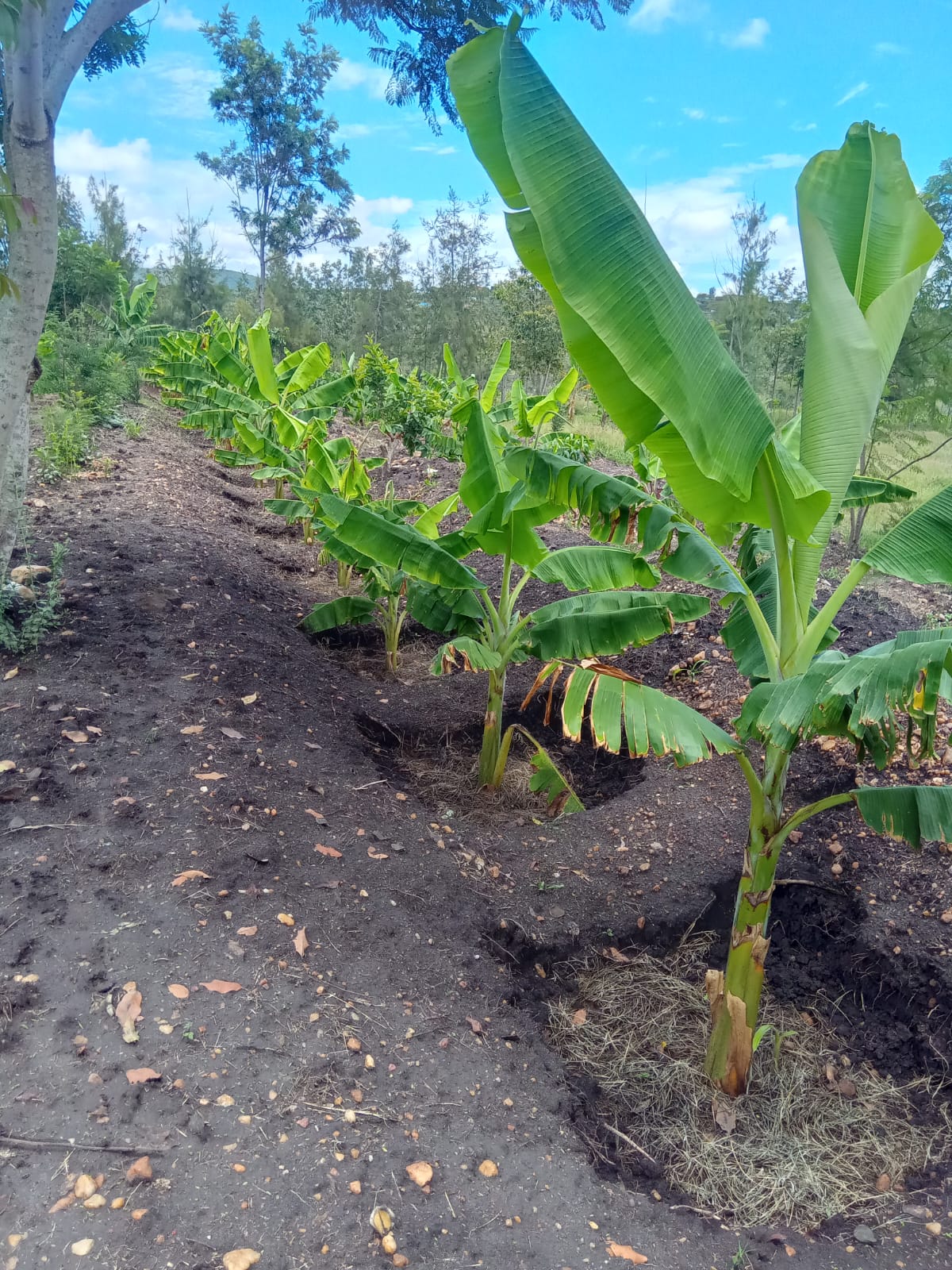 Plantain Boss Kenya